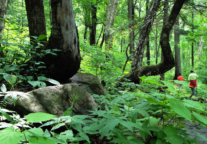 �֘I(y��)ɭ������