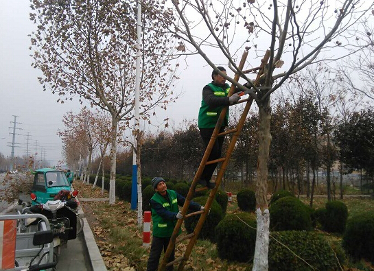 提高园林树木成活率"三适"栽植法