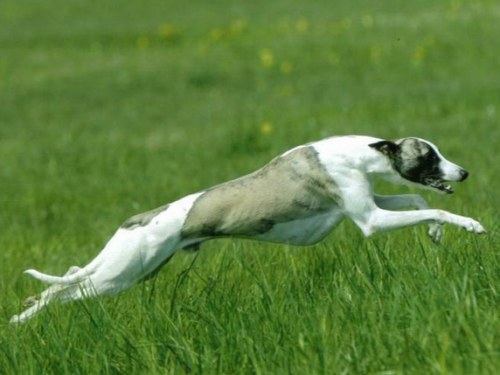 惠比特犬幼犬飼養方法